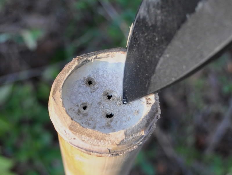 22bamboo4.jpg