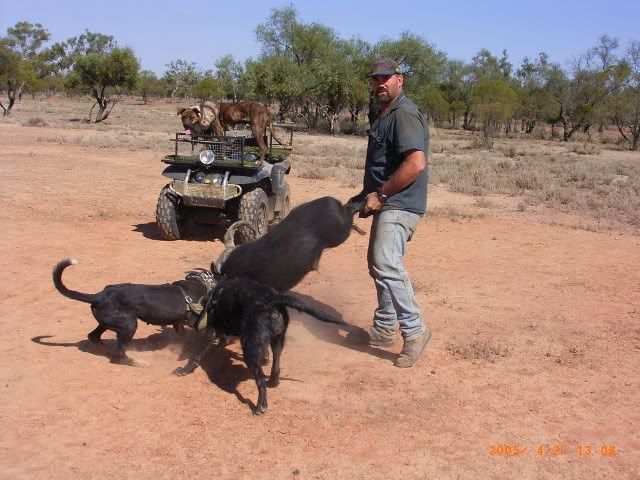 AussieRat3.jpg