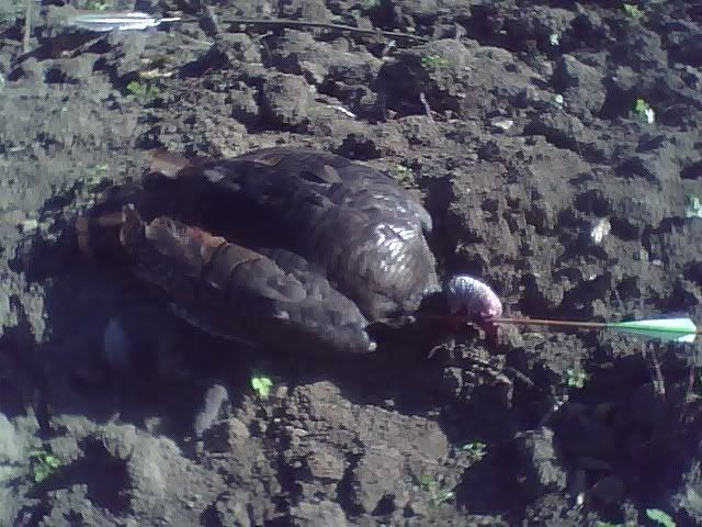 Turkeyheadshot.jpg