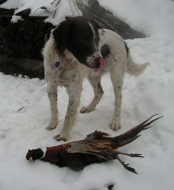 Mickfirstpheasanttonguelick.jpg