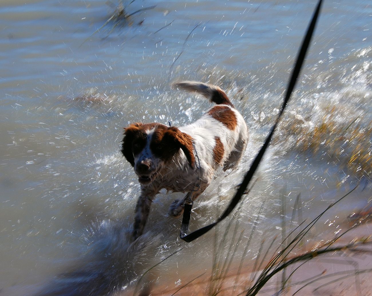 PoppySwin.jpg