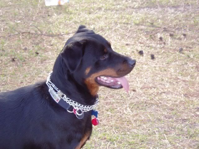 DutchProfile1-29-08.jpg