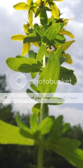 PICT0391.jpg
