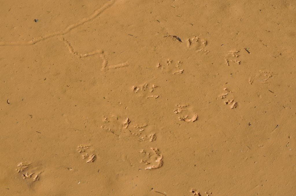 DSC_0551.jpg