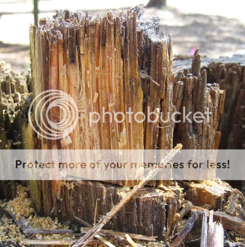 fatwood2.jpg