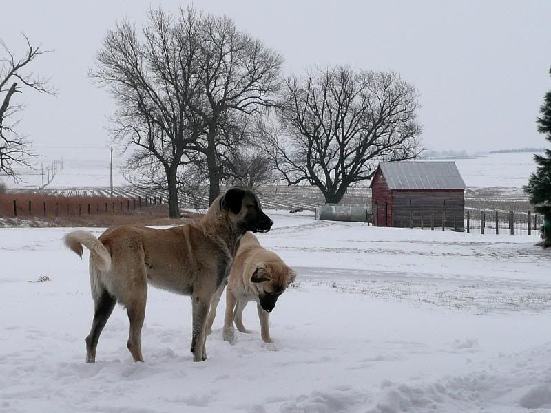 P1000881OzzieBaxterfirstsnow12-06-2.jpg