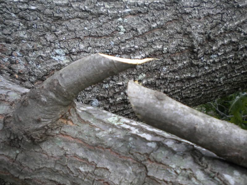 DSCN4389.jpg