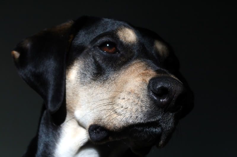 Petey01.jpg