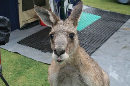 roo.jpg