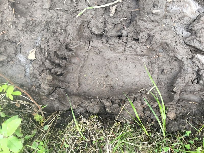 grizztrack_zps3fidd0ov.jpg