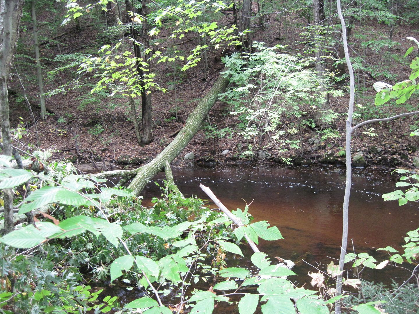 IMG_0478.jpg