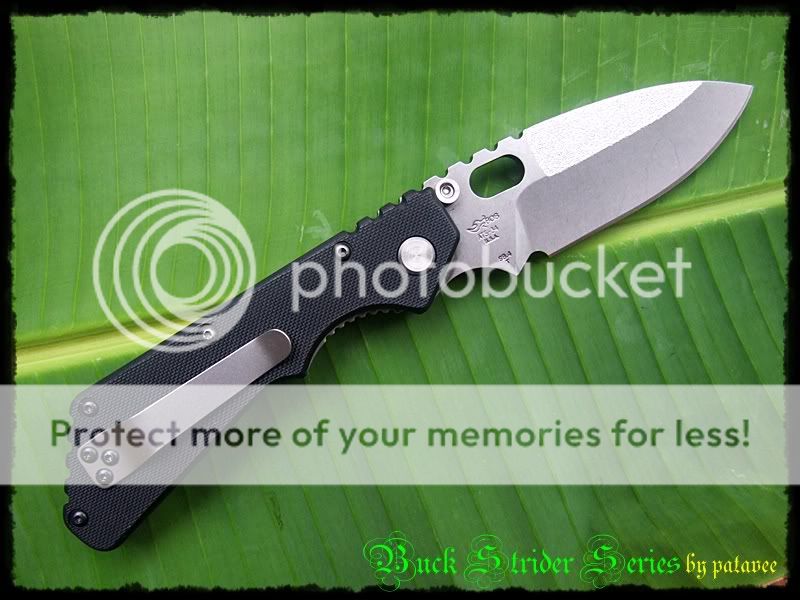 buck004.jpg