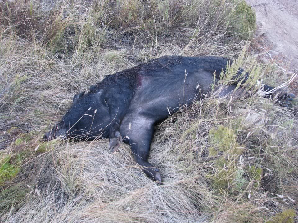 Boar-6.jpg