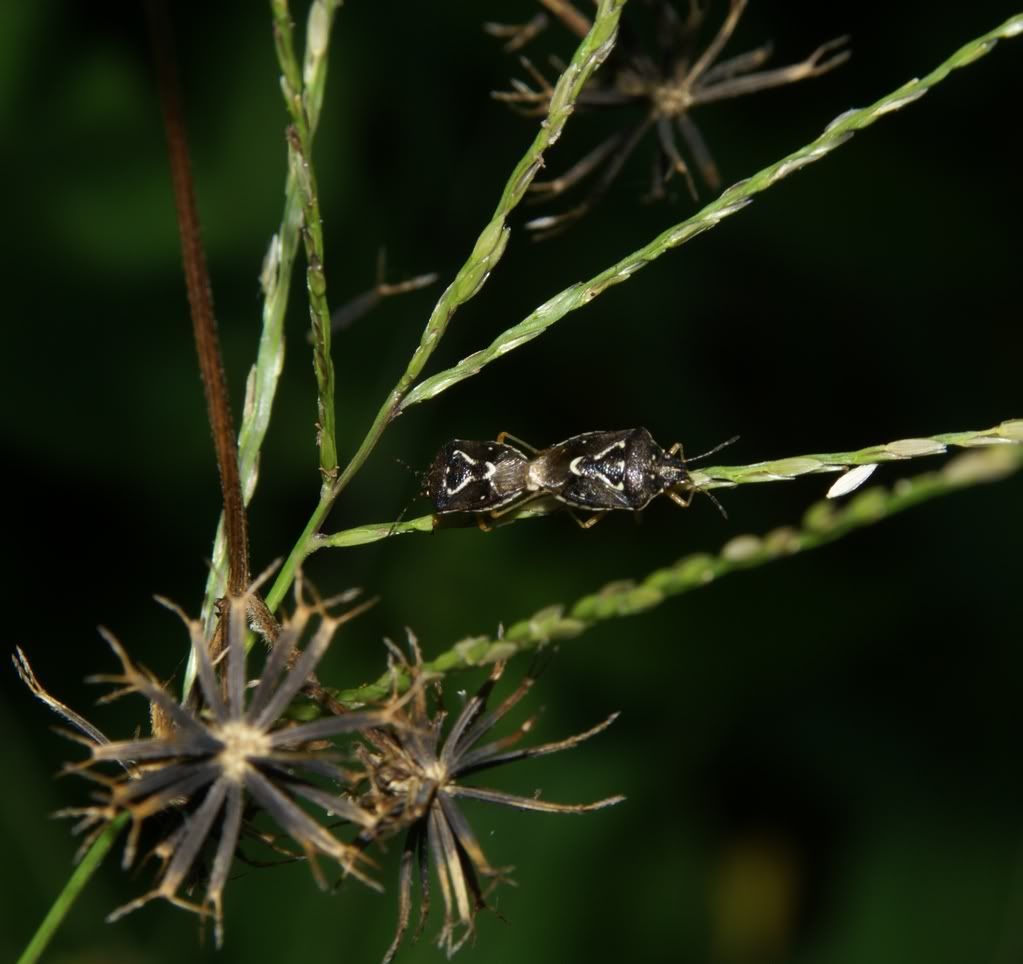 DSC02878crop.jpg