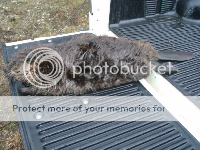 3valleybeaver047.jpg