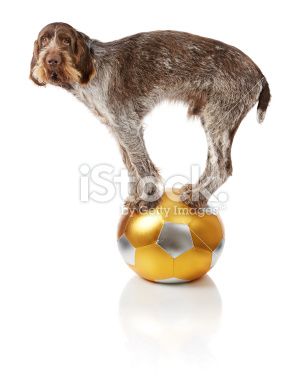 Olddog2_zps615a629a.jpg