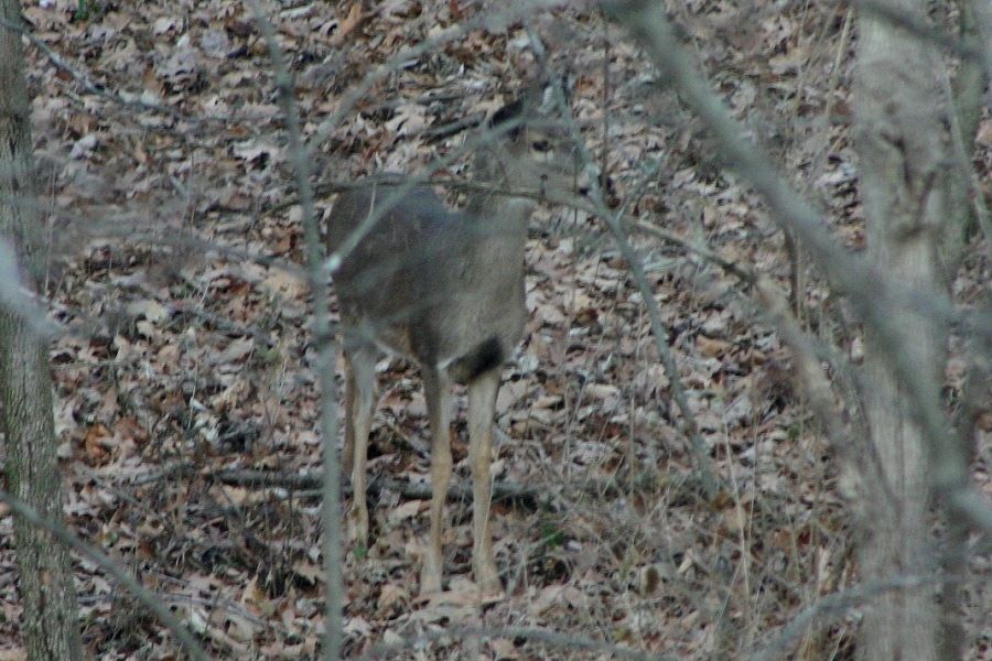 deer5_zps48cb99b2.jpg