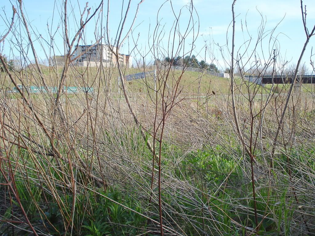 DSC09545-p-1.jpg
