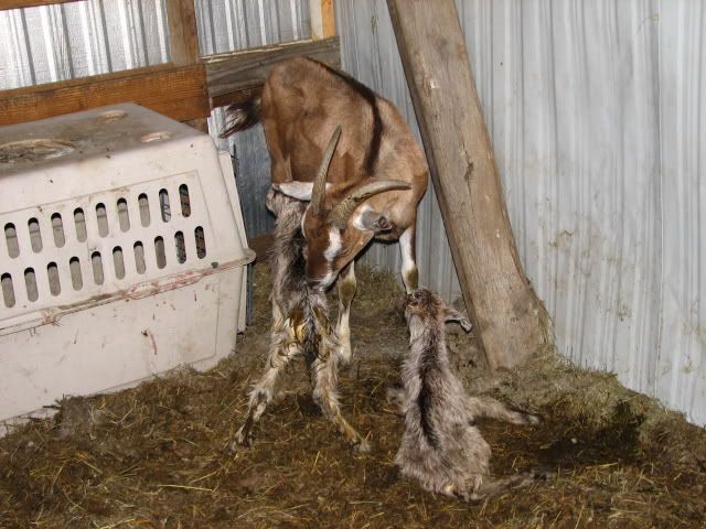 goats1.jpg