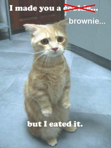browniecat.jpg