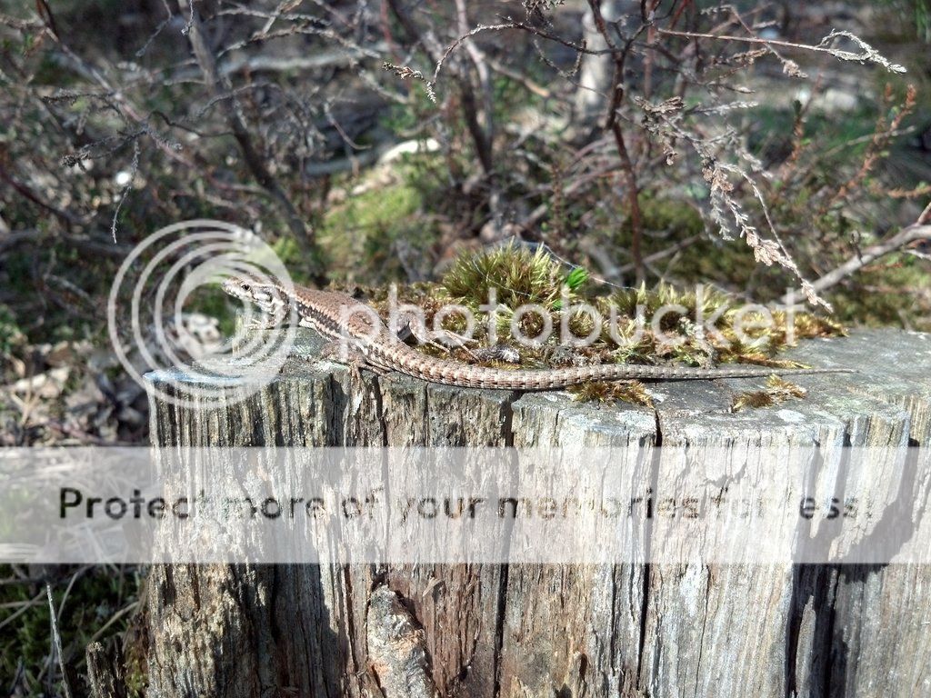 Nagelfluh_08_small_zps0168f79f.jpg