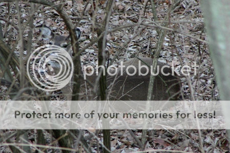 deer7_zps8a4c290a.jpg~original