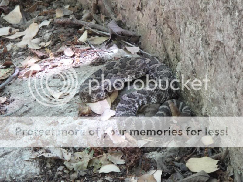 Snake2.jpg