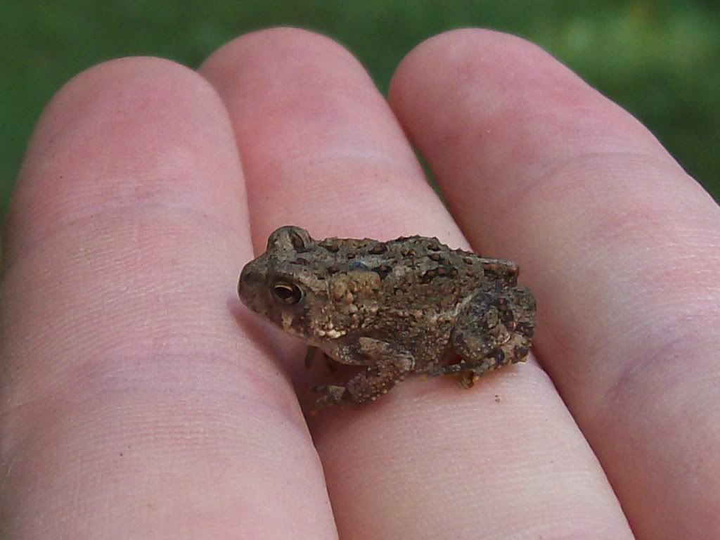 toad.jpg