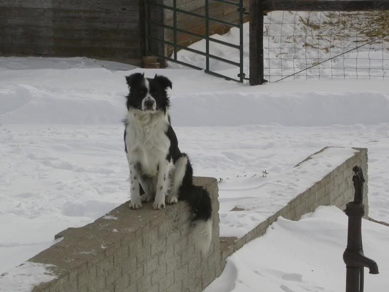 Jacksononwall01-29-20040225.jpg