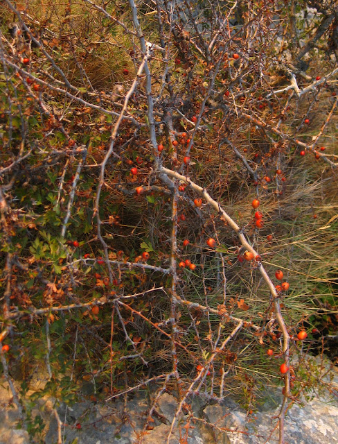 IMG_9256.JPG