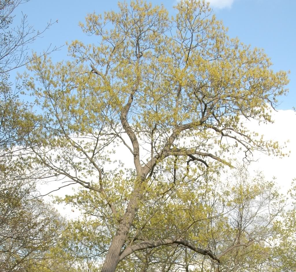 treetop.jpg