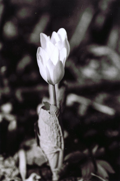 137364892_PEeB2-L.jpg