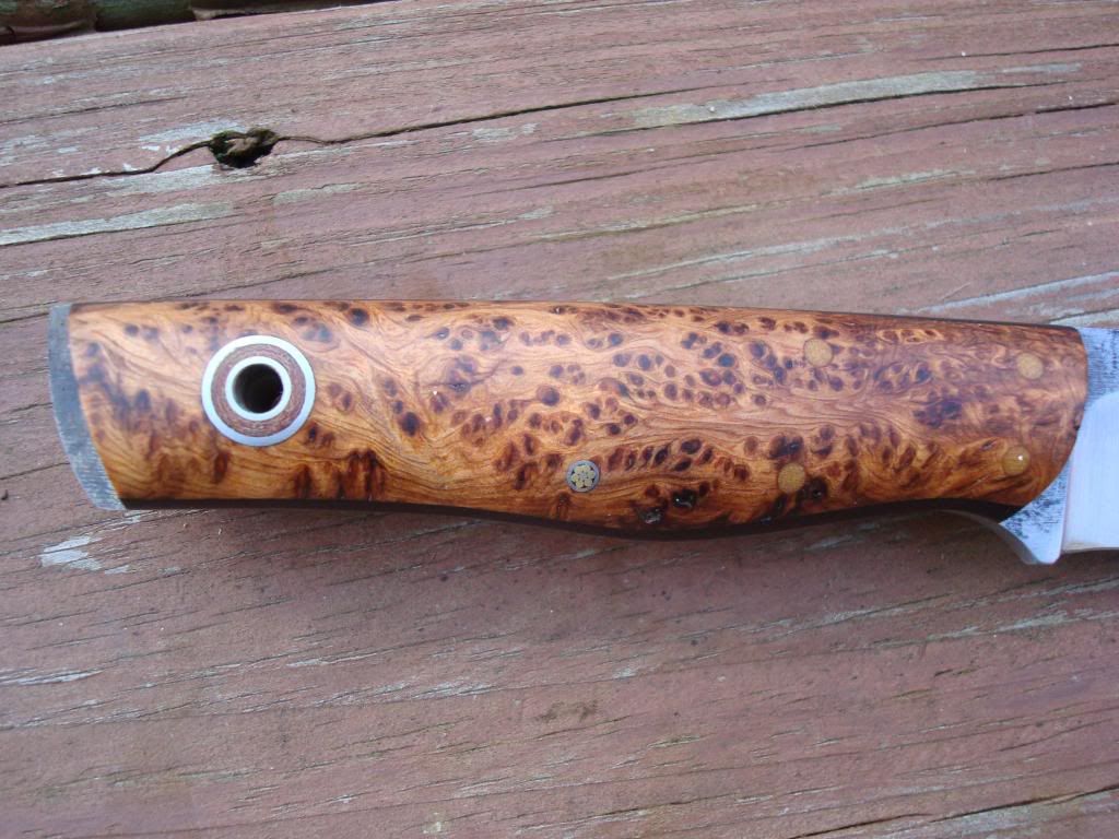 Fiddleback003.jpg