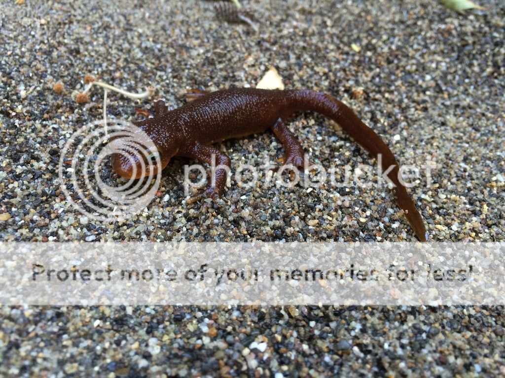 IMG_9980_zpsnh9t8njp.jpg