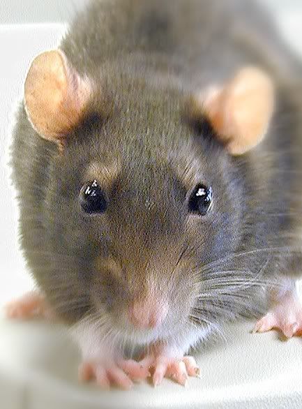 rat-on-sequencer-color.jpg