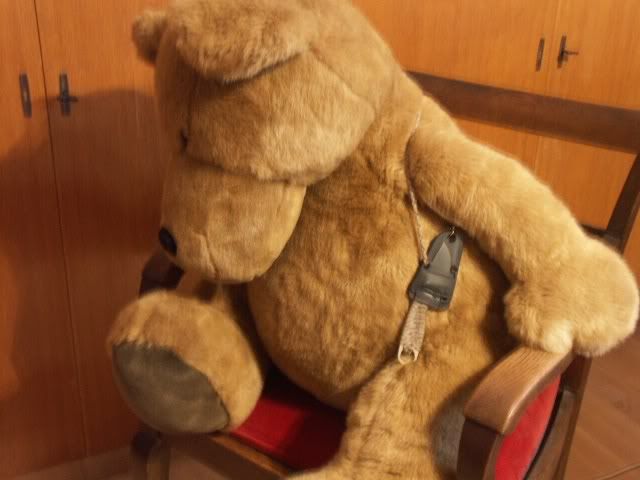 harness_bear.jpg