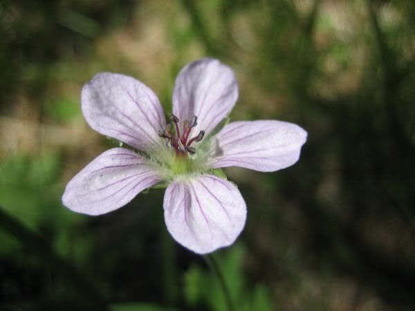 RbinGorgonioB040.jpg