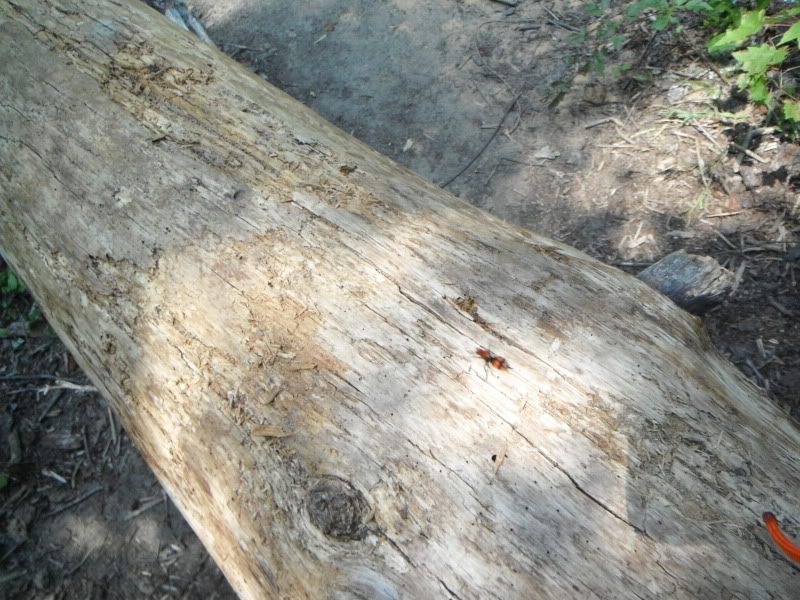 DSCF0019.jpg
