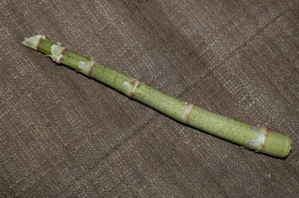 japaneseknot.jpg