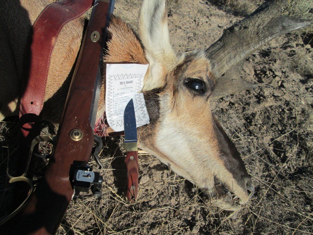 Antelope%2003_zpst2nv5cqx.jpg