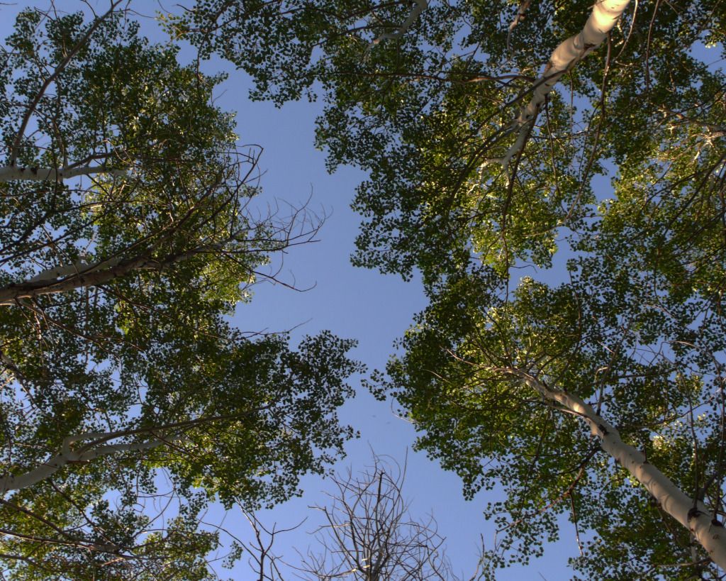 L1040105Hammockview.jpg