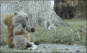squirrel_zpseaa46819.gif