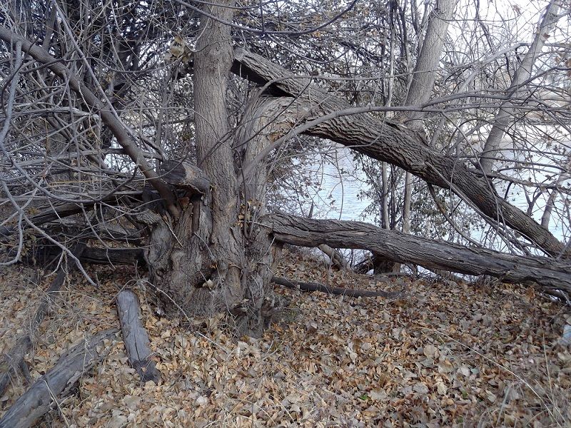 Crazy%20tree_zpsbbv4gpil.jpg