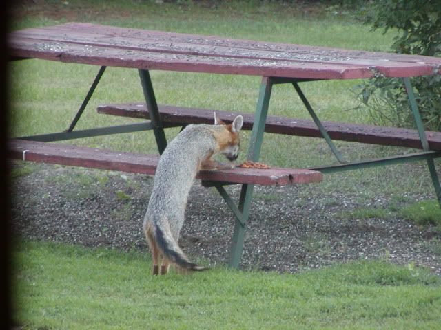 FoxTable-1.jpg