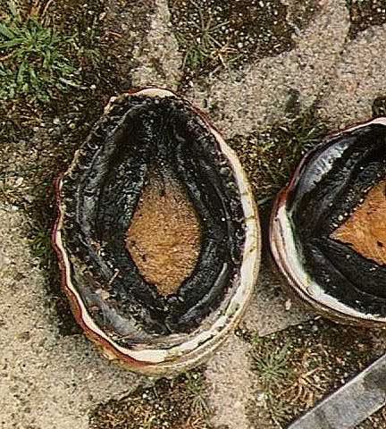 abfoot1.jpg
