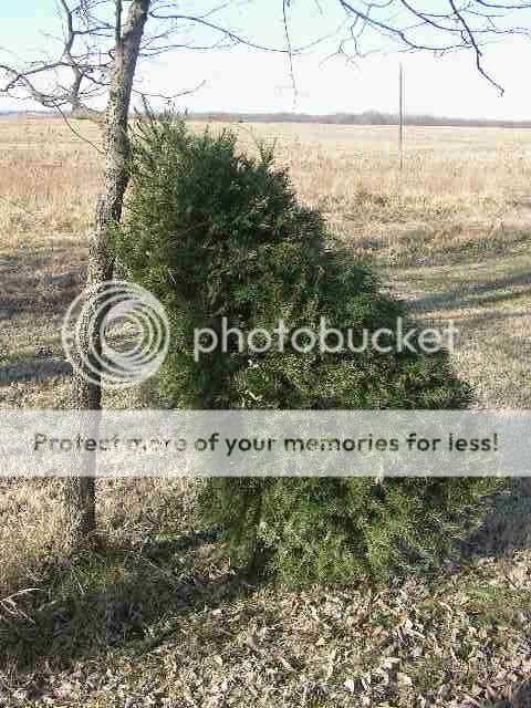 ChristmasTreeShelter003.jpg