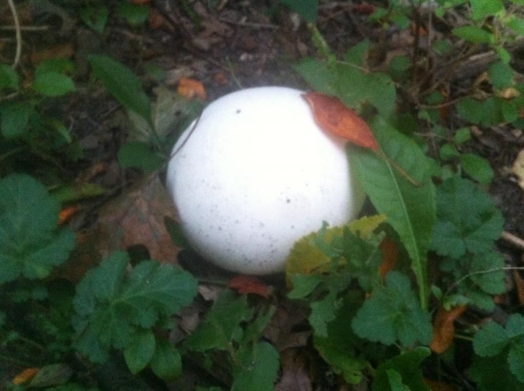 irisshroom_zpsbe3effb9.jpg