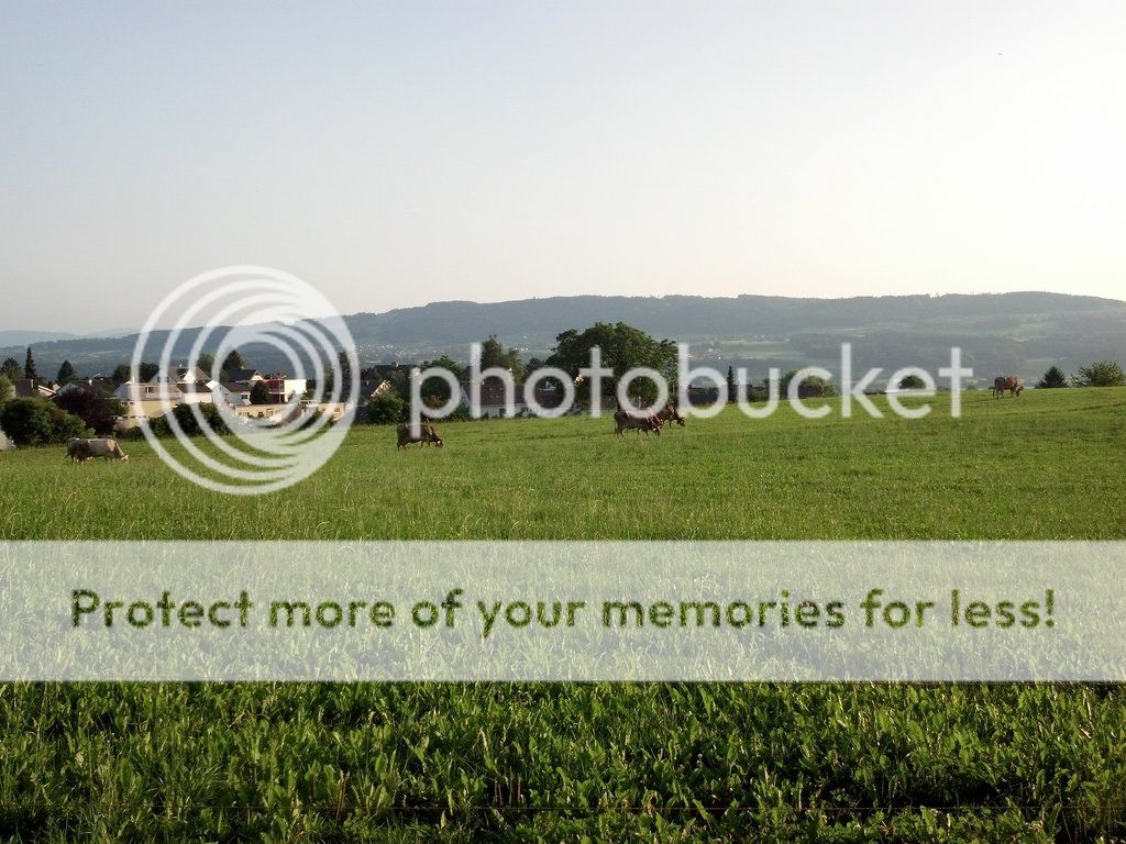 Cows_01_small_zps56867d4b.jpg