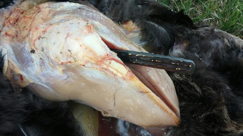 Kansas%20Hunt%2016%2027_zpsnngdw1km.jpg
