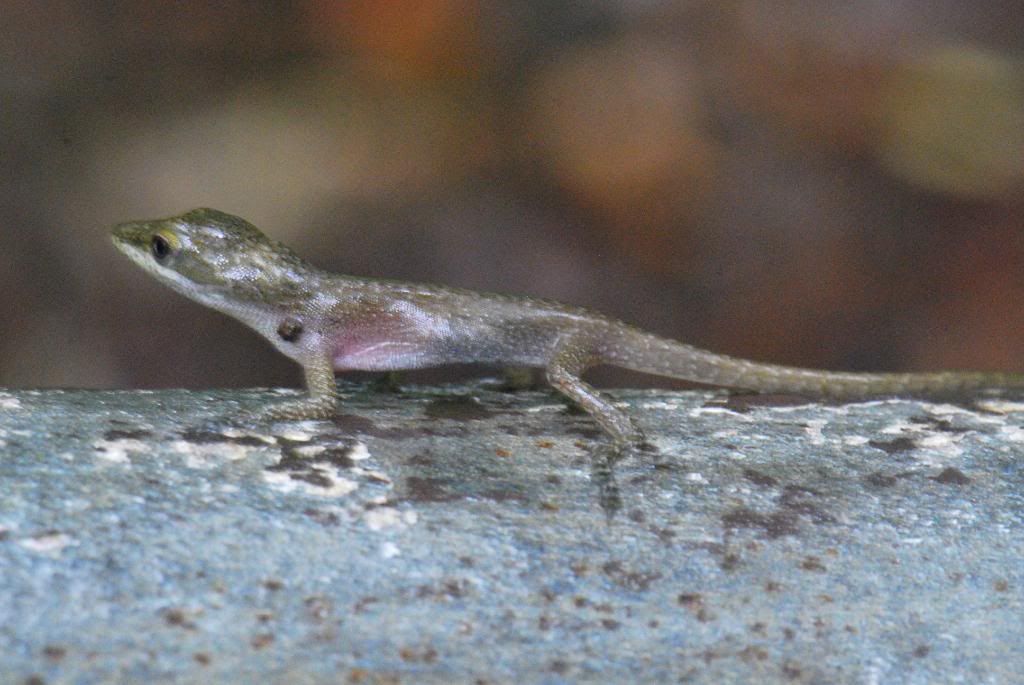 DSC_0286.jpg
